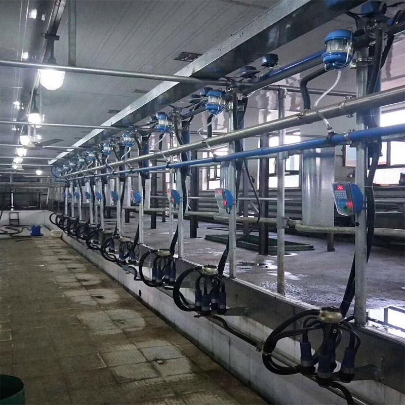 Herringbone type milking parlor